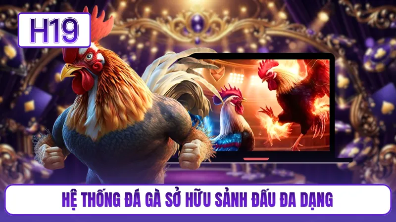 Hệ thống đá gà sở hữu sảnh đấu đa dạng