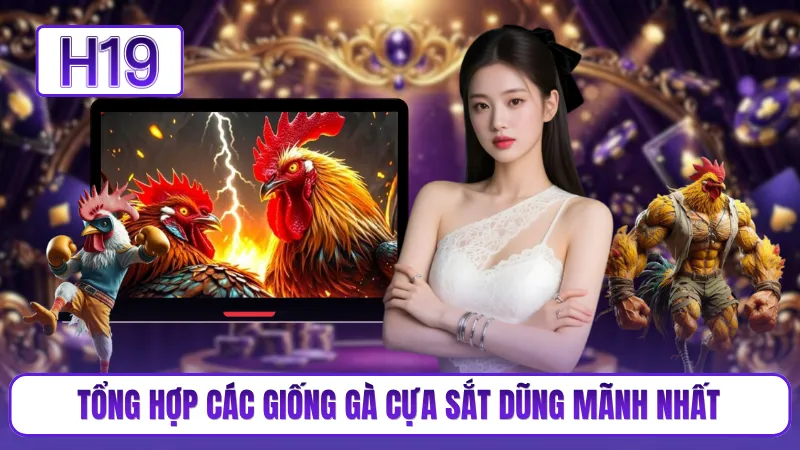 Tổng hợp các giống gà cựa sắt dũng mãnh nhất